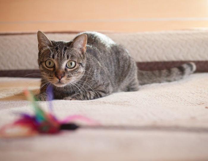 おもちゃを狙う猫の写真