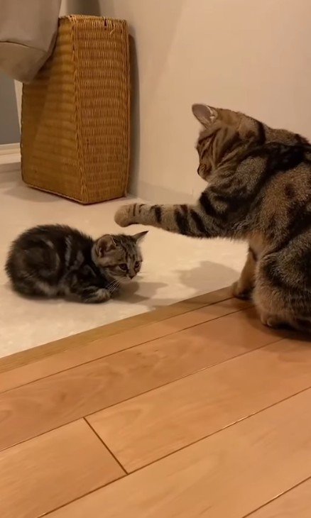 向かい合う2匹の猫