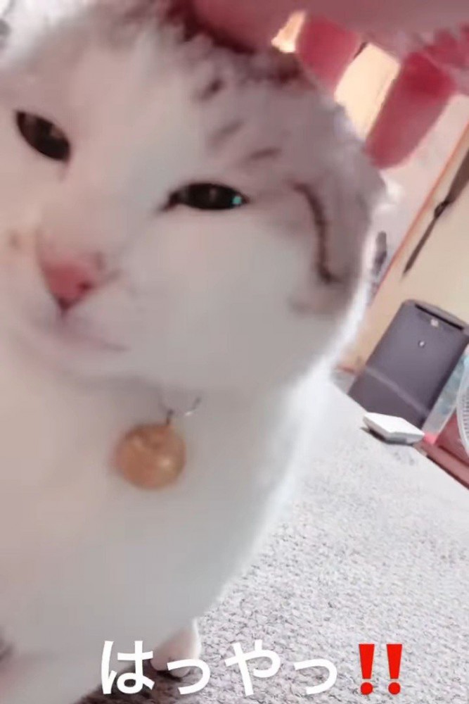 頭を撫でられる猫