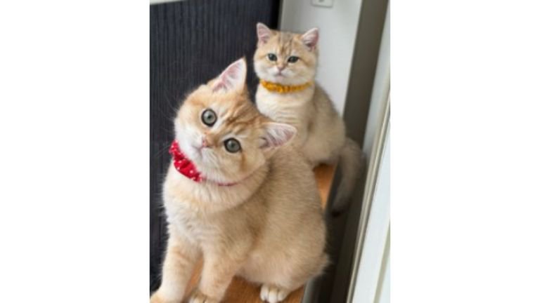 室内にいる猫たち