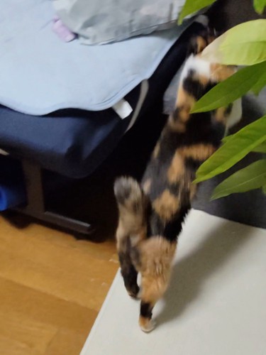 台に乗る猫