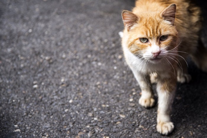 こちらを見る野良猫