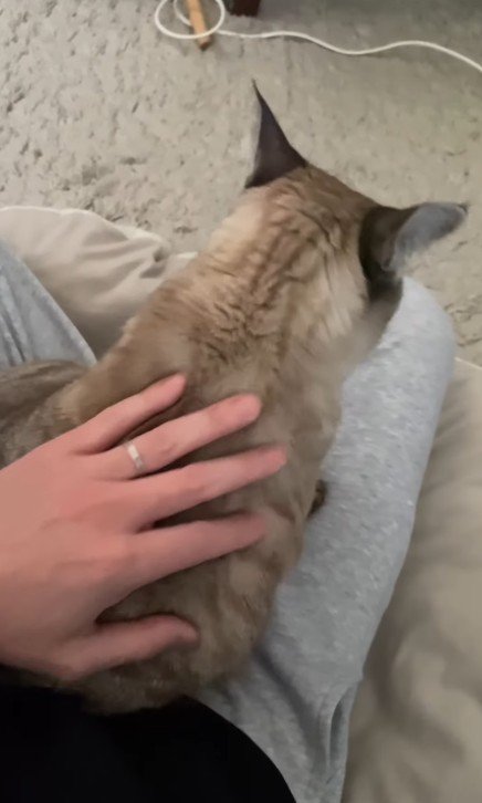 飼い主の膝に乗る猫