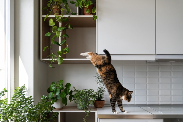 植物のある棚から降りる猫