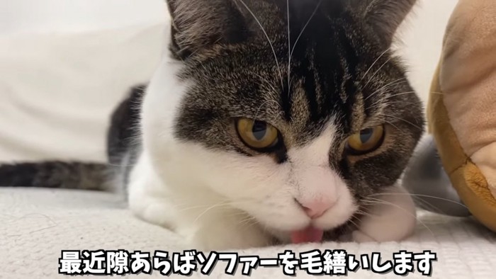 ソファーを舐める猫