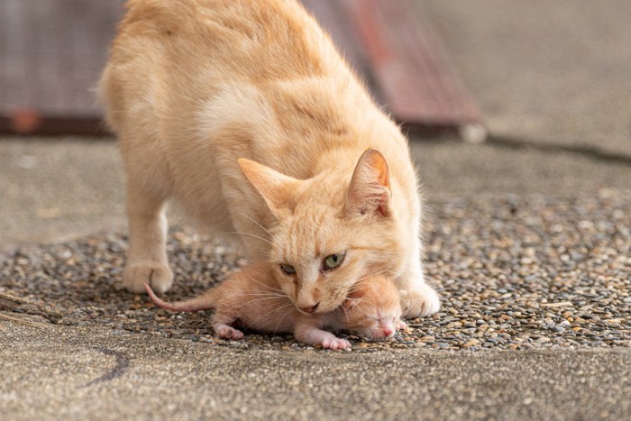 子猫をくわえようとする母猫