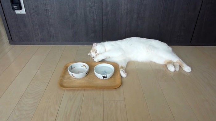 手をなめる猫