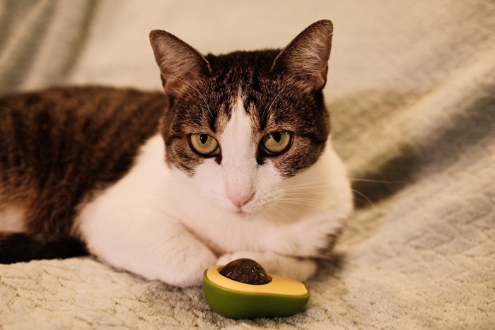 アボカドのおもちゃの前で伏せている猫