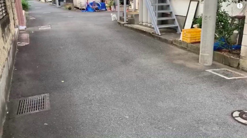 野良猫