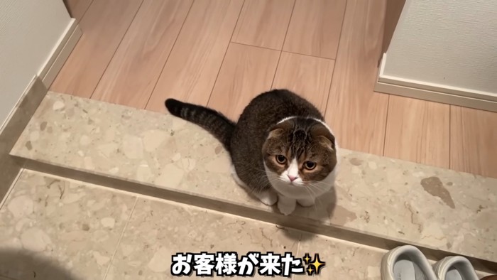 見上げる猫