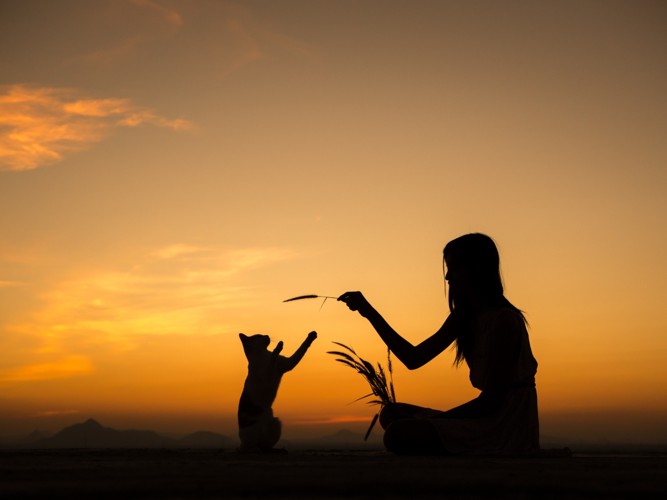 人と遊ぶ猫のシルエット