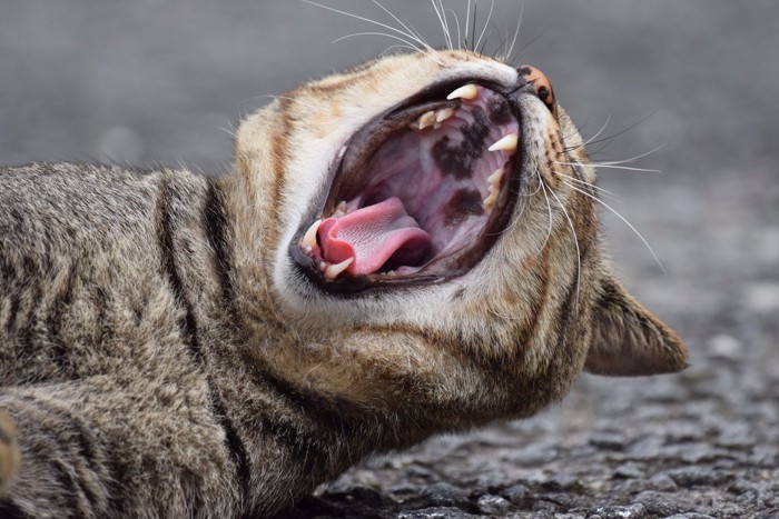 口を大きく開ける猫