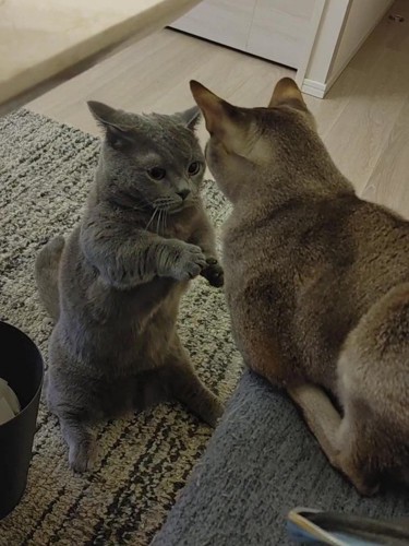 下を向く猫