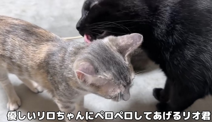 子猫を毛づくろいする黒猫