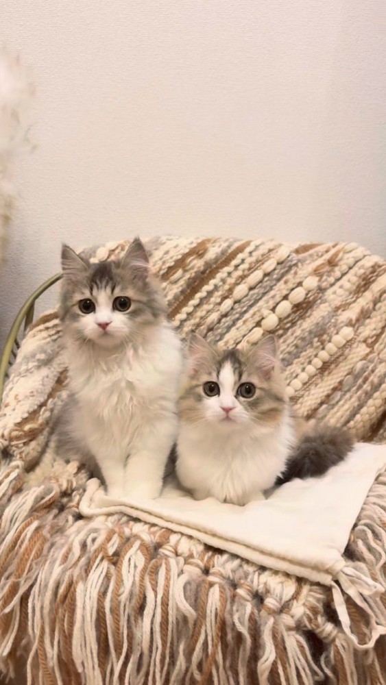 椅子に座る2匹のミヌエット