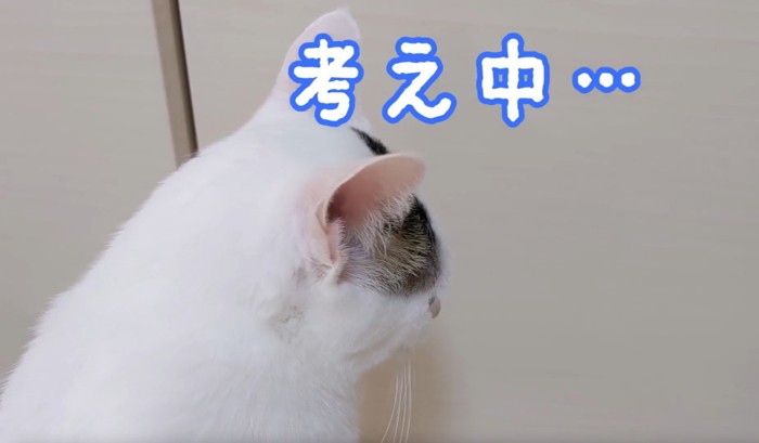 猫の後頭部