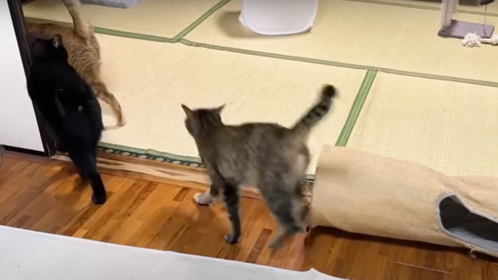 猫の大名行列