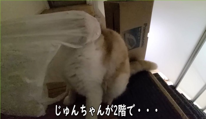 ビニール袋を頭から被っている猫（じゅんちゃんが2階で・・・）