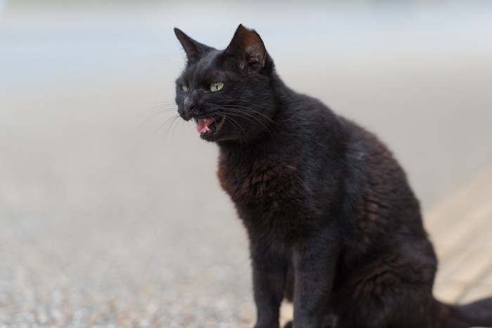 よくしゃべる猫