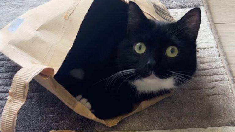 室内にいる猫