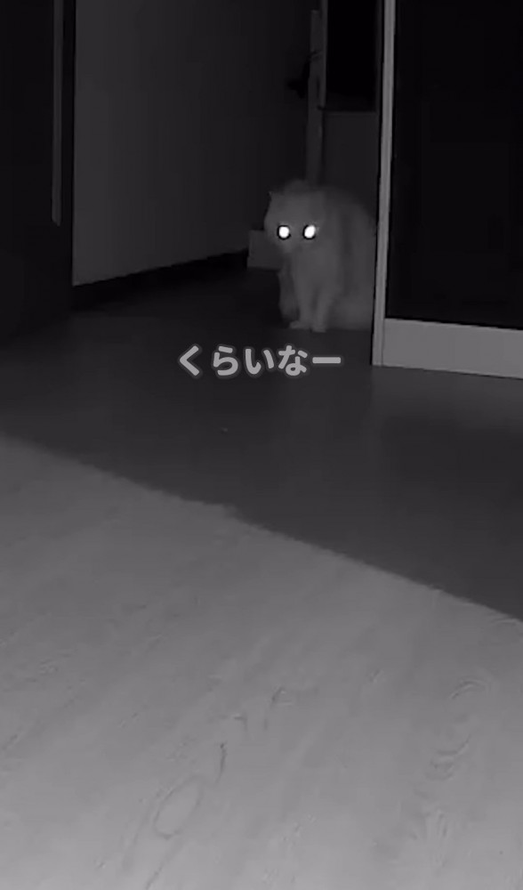 前かがみになる猫