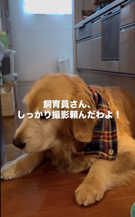 伏せをしている犬