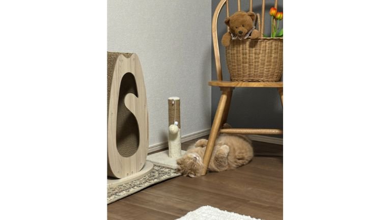 室内にいる猫