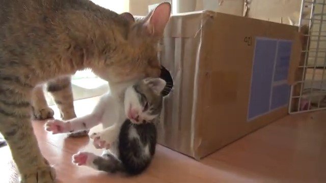 子猫をくわえる猫