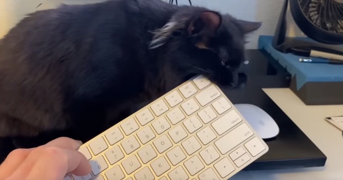 キーボードをかじる猫