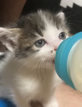 ミルクを飲む子猫