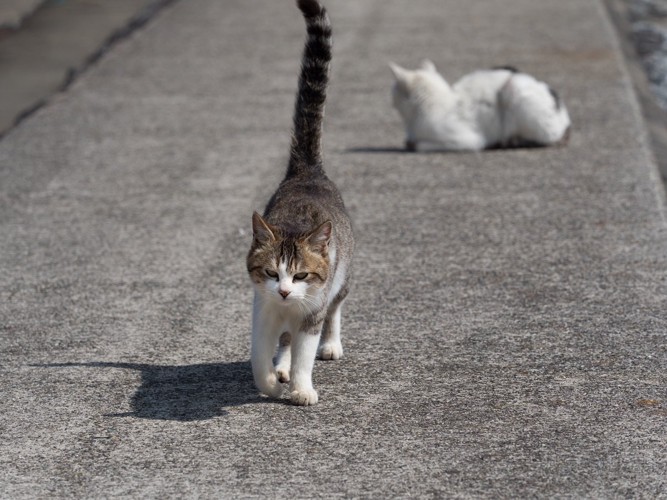 近寄る野良猫