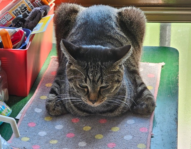 全体的に角張った猫