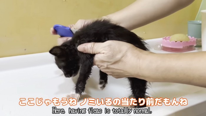 クシを通される子猫