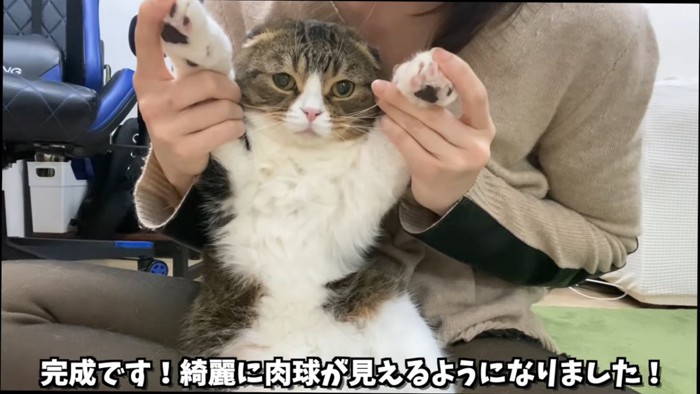 前足を上げる猫