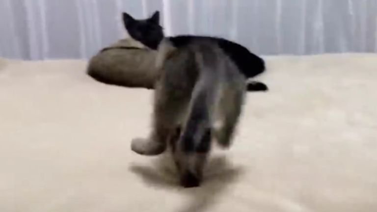 ベッドに乗る子猫