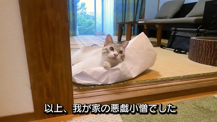 紙袋の上でくつろぐ猫