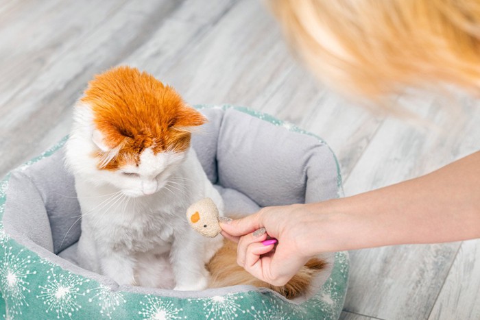 猫と遊ぶ女性