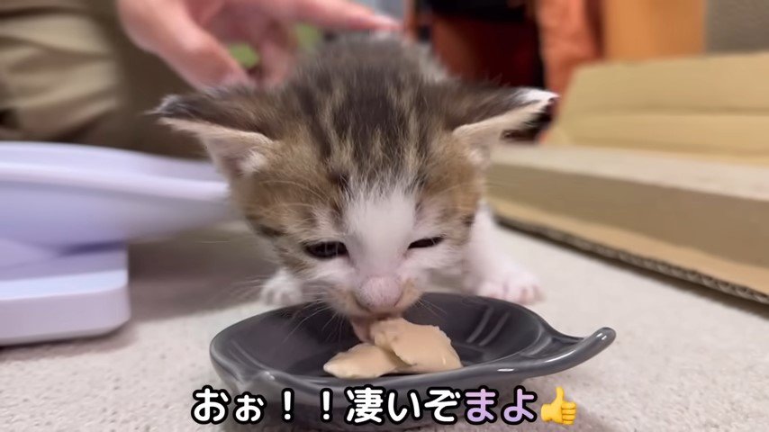 お皿の離乳食を食べる子猫