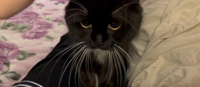 人の上に乗っている猫