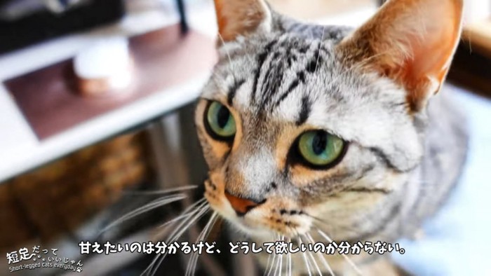 猫の顔