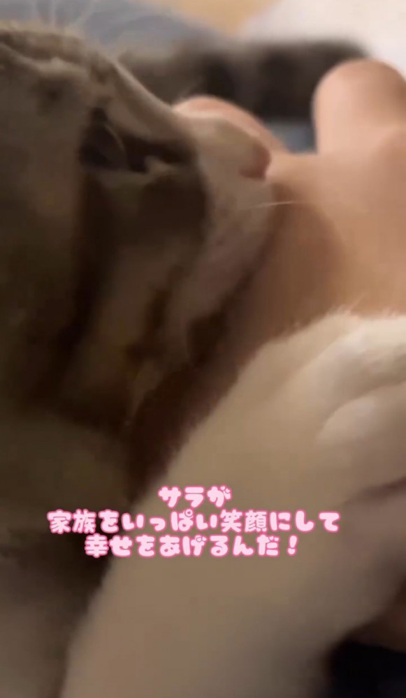 人の手をかじる猫