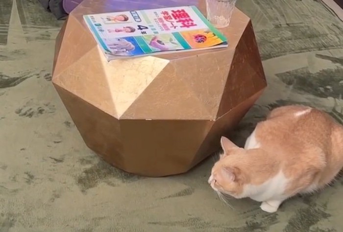 驚く先輩猫