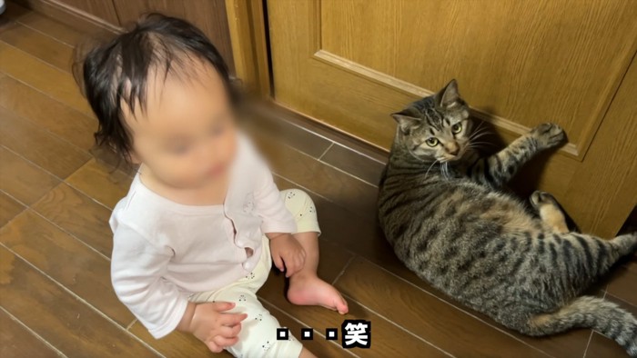 扉に張り付き、こちらを見る猫