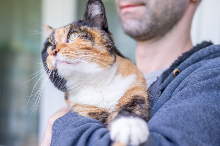 男性に抱かれる猫