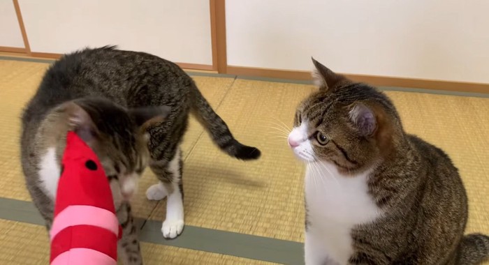 並んでいる猫