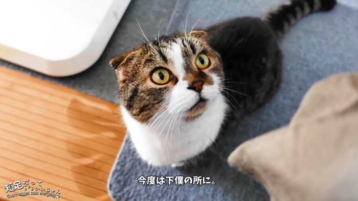 座って見上げる猫