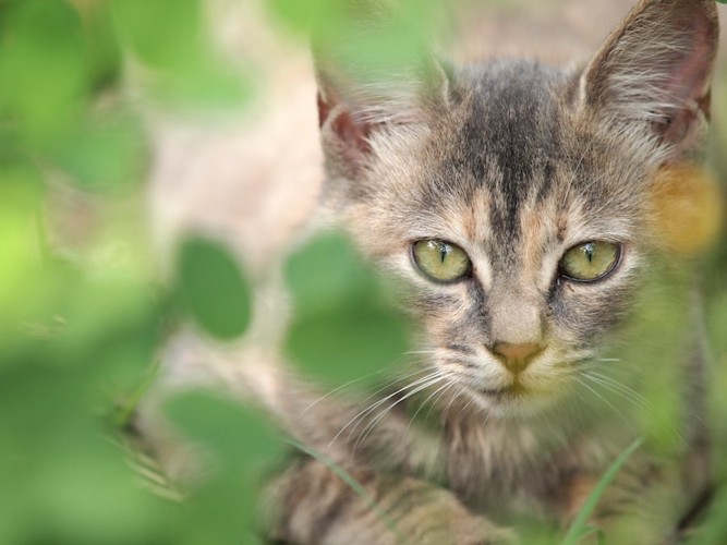 草むらから覗く猫