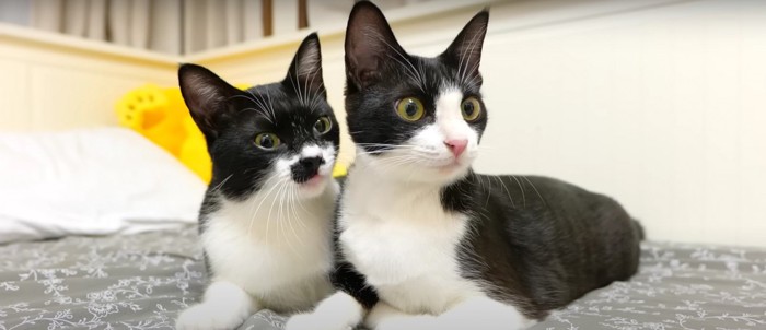 寄り添う2匹の猫%%少しずつ慣れていったのだとか