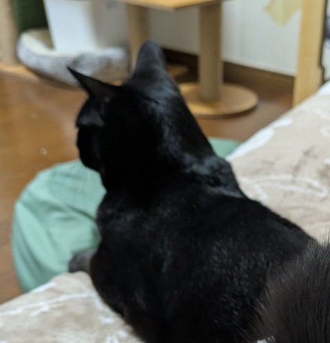 背中を向けた黒猫