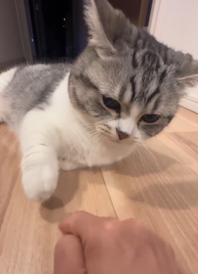 女性の手を見つめる猫